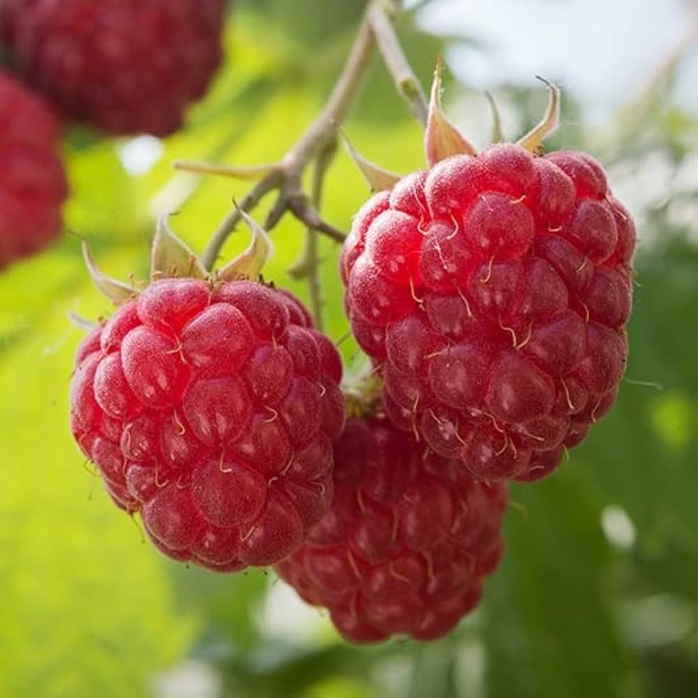 Brandywine raspberry plants from seeds with lush green leaves and clusters of juicy red raspberries
